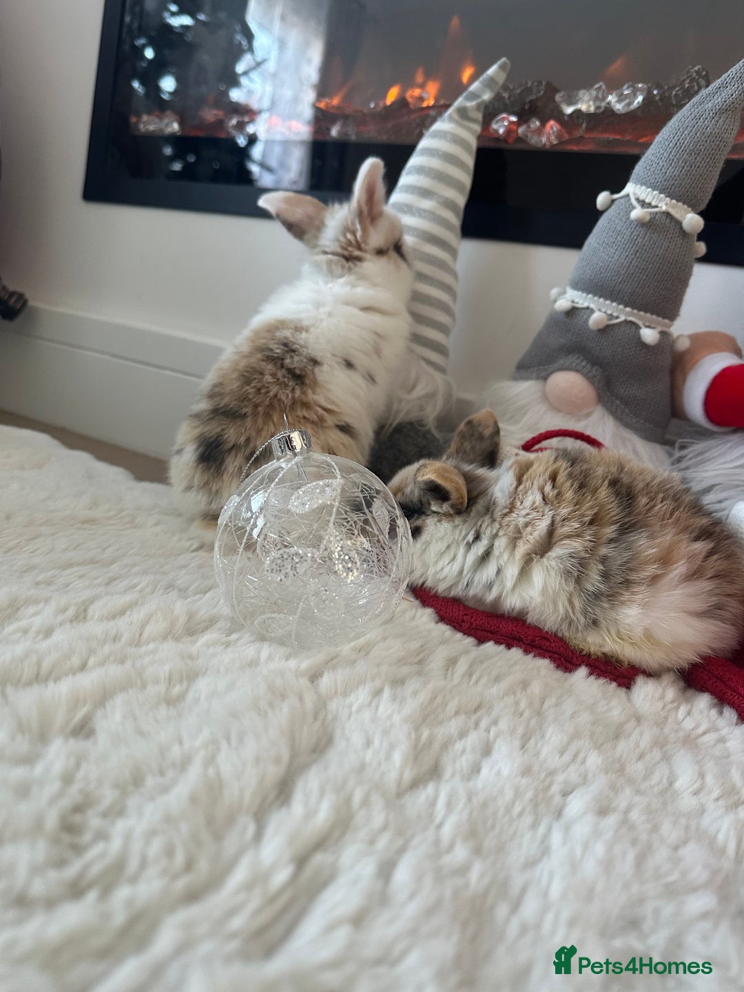 Mini Lop rabbits for sale: Baby bunnies  - Advert 5