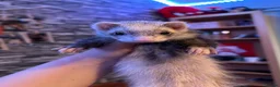 Ferret rodents for sale: Two hobs for rehoming. - Advert 18