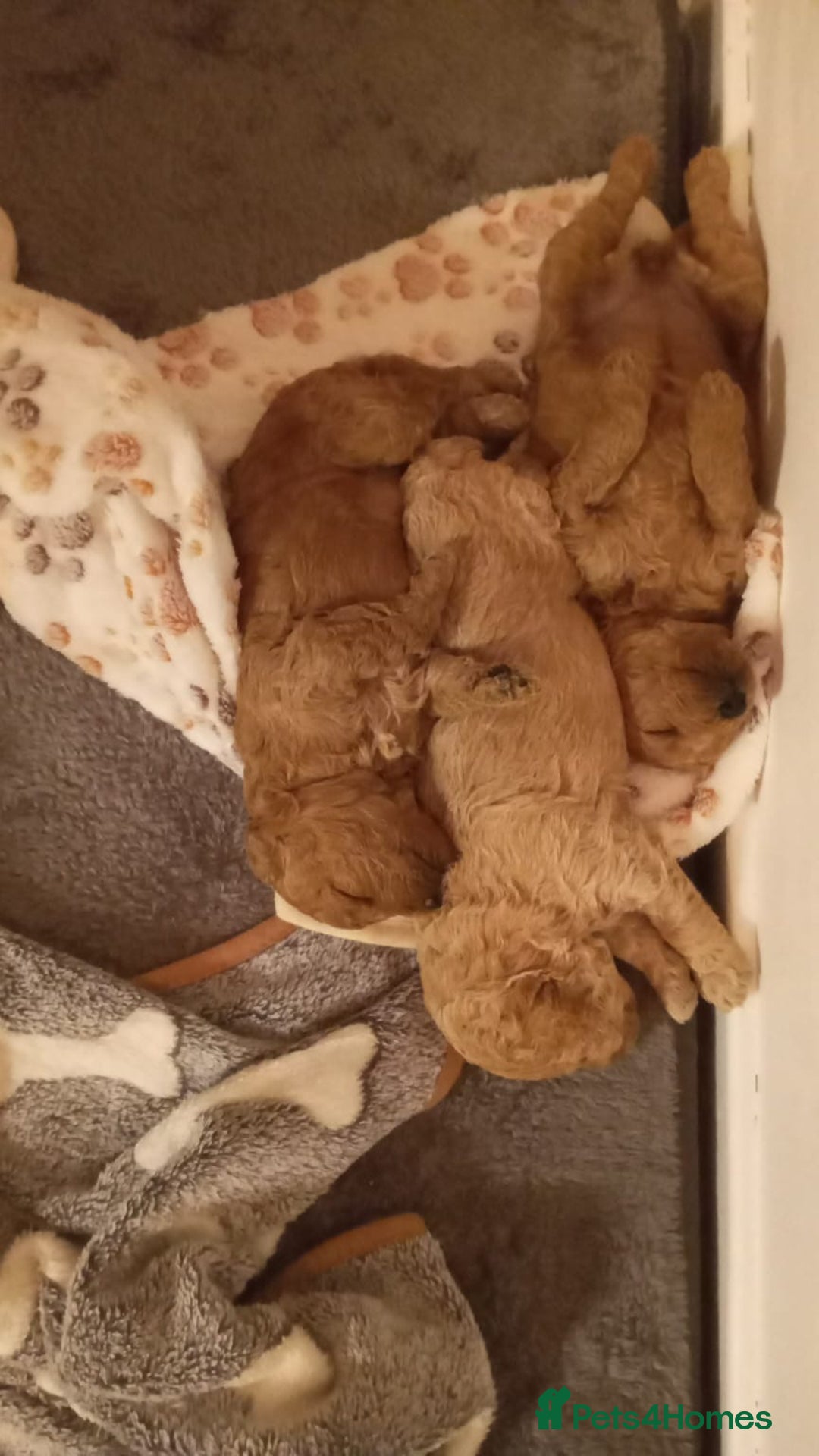 Miniature Poodle dogs for sale: 3 Gorgeous girls - Image 7