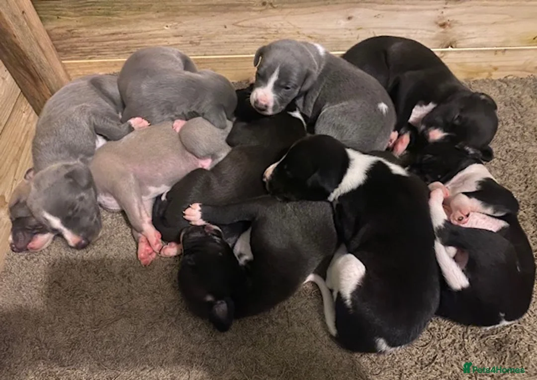 Whippet dogs for stud: KC Reg Heart Tested Gorgeous Fawn Whippet at Stud  in Bristol - Advert 12