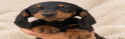 Miniature Dachshund dogs for sale: 🐾💕 3 GORGEOUS MINIATURE DACHSHUND BOYS 💕🐾 - Advert 4