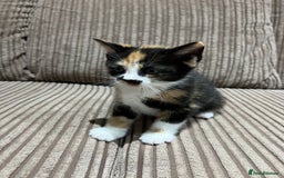 Domestic Shorthair cats for sale: 3 kitten for sale  - Image 2