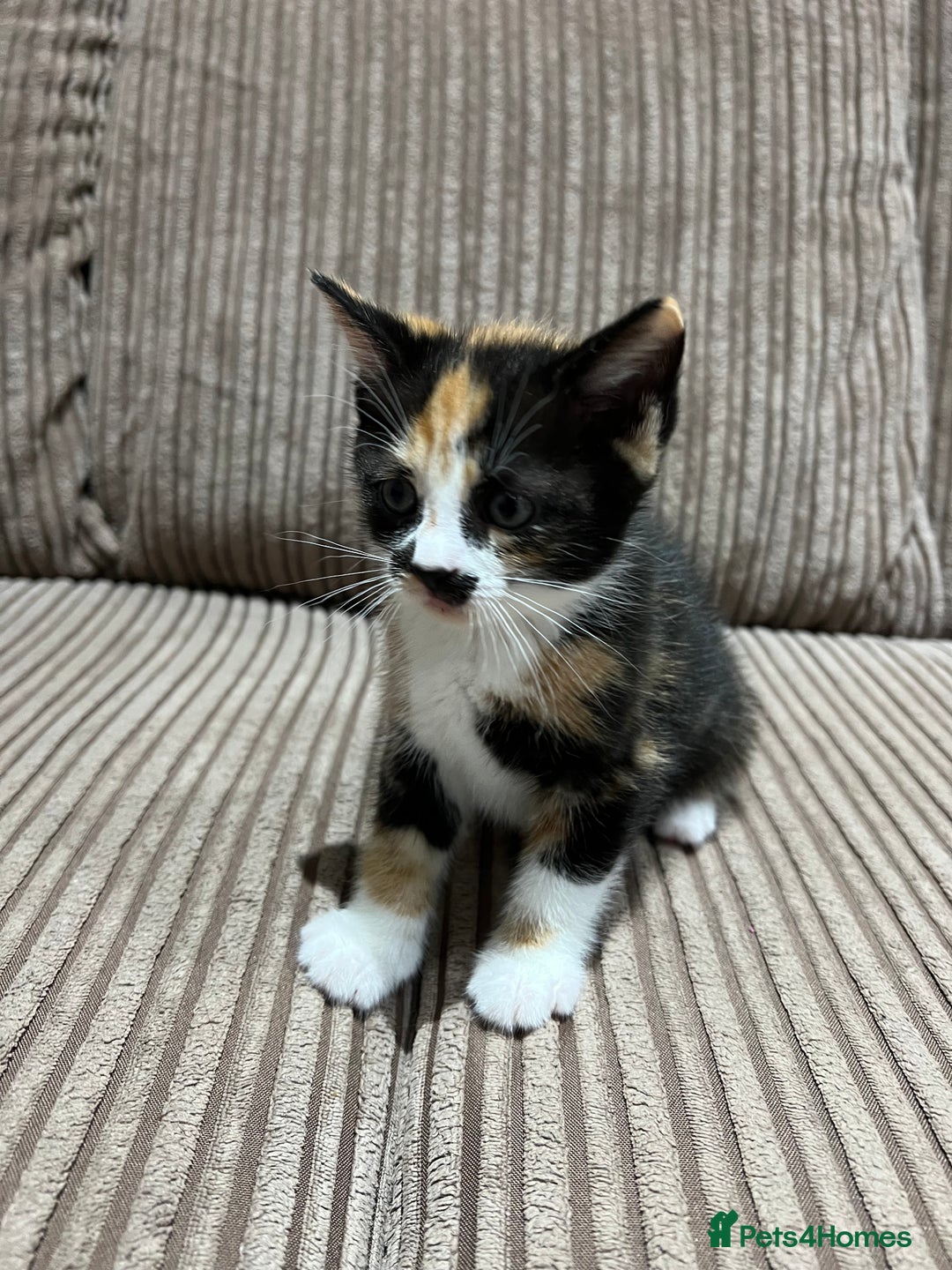 Domestic Shorthair cats for sale: 3 kitten for sale  - Image 2