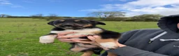 Mixed Breed dogs for sale: 6 kelpie cross collie pups  in Llandrindod Wells - Advert 3