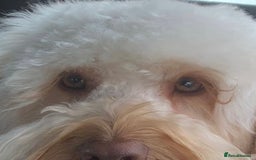 Cockapoo dogs for sale: Rare F1 apricot/ red fox DNA PRCD-PRA clear - Image 5