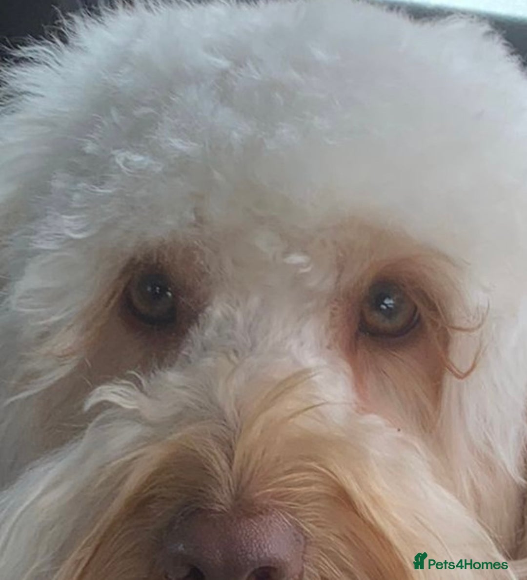 Cockapoo dogs for sale: Rare F1 apricot/ red fox DNA PRCD-PRA clear - Image 5