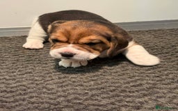 Beagle dogs for sale: Dialynne have puppies available  - Advert 6