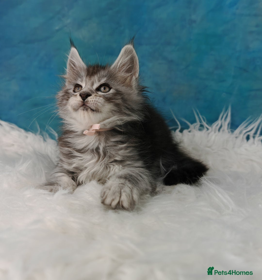 Maine Coon cats for sale: Shaded line Maine Coon kittens - Advert 24