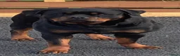 Rottweiler dogs for sale: Beautiful 3 year old Female Rottweiler - Advert 1