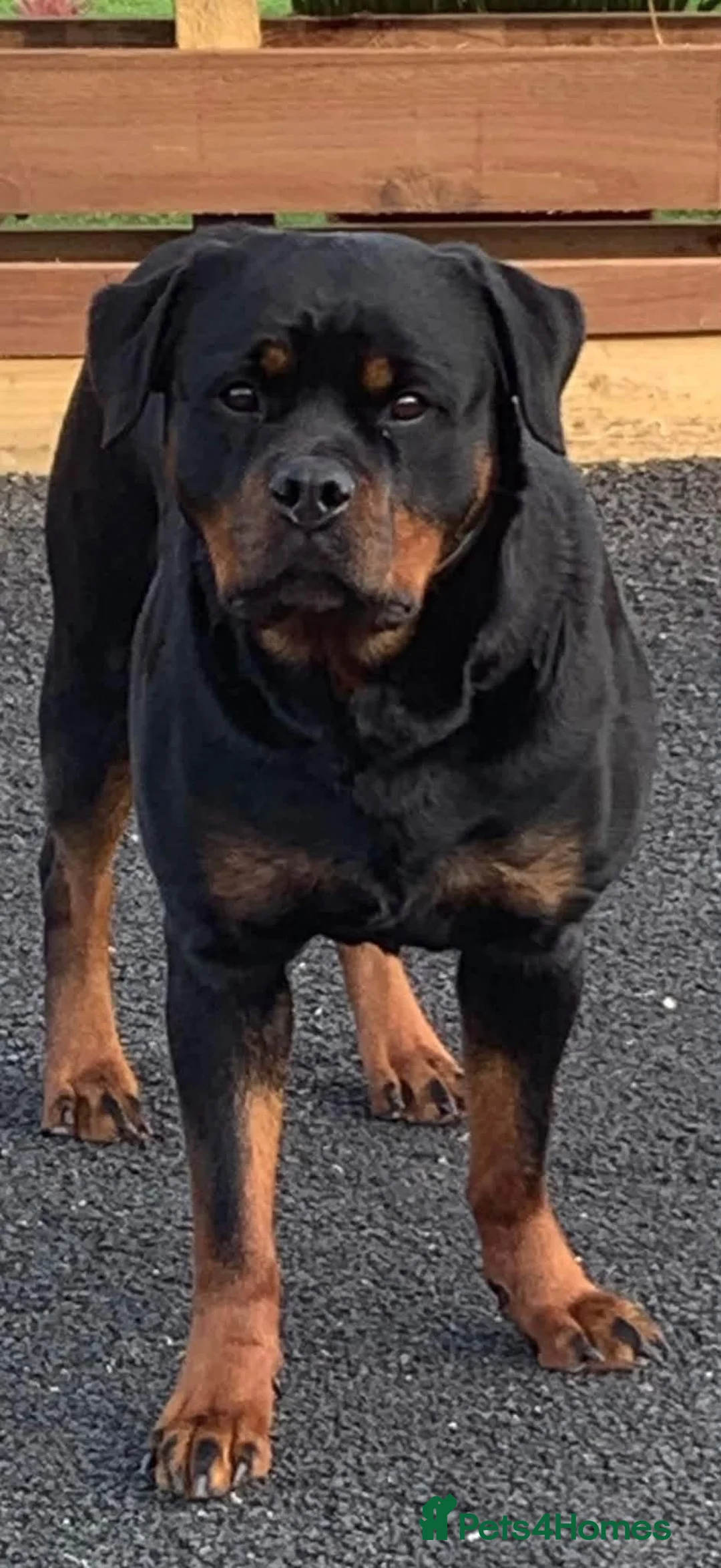 Rottweiler dogs for sale: Beautiful 3 year old Female Rottweiler - Advert 1