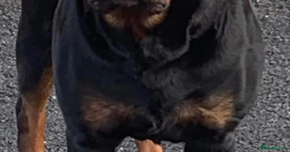 Other Color Rottweiler Rottweiler Puppies for sale in Derbyshire | Pets4Homes