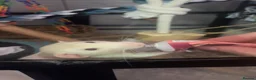 Rat rodents for sale: Male rats for rehome  - Advert 9