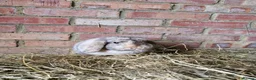Mini Lop rabbits for sale: Mini Lops For Sale - Advert 3