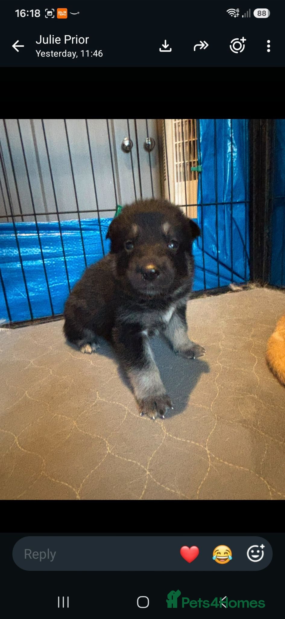 Mixed Breed dogs Pups  mum gsdx Alaskan malamute Dad is full gsd  - Advert 17