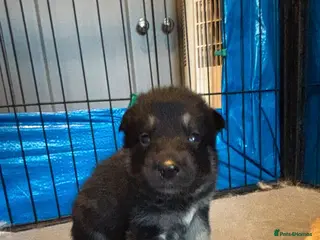 Mixed Breed dogs Pups mum gsdx Alaskan malamute Dad is full gsd - Advert 17