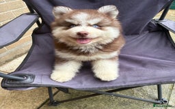 Pomsky dogs for sale: Champion bloodline f4 pomskys - Image 21