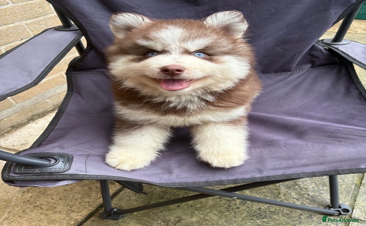 Pomsky dogs - Advert 1