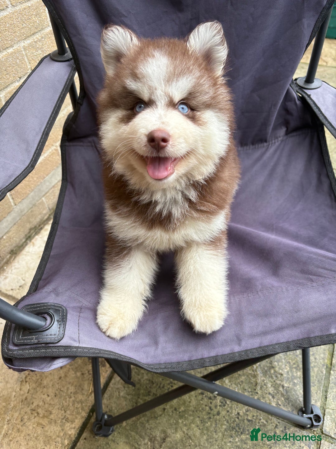 Pomsky dogs for sale: Champion bloodline f4 pomskys - Image 21