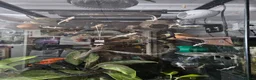 Gecko reptiles for sale: Mourning gecko set up - Advert 5