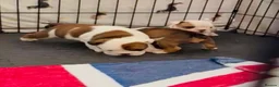 English Bulldog dogs for sale: English bulldog girl  - Advert 6