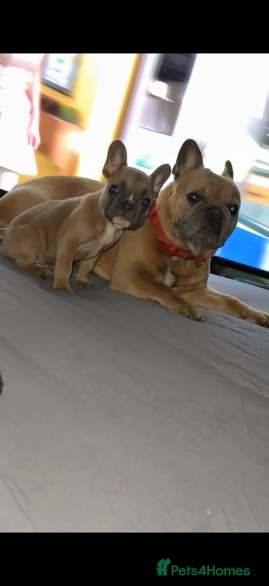 French Bulldog dogs 1 male left of a litter of 6 - Advert 2
