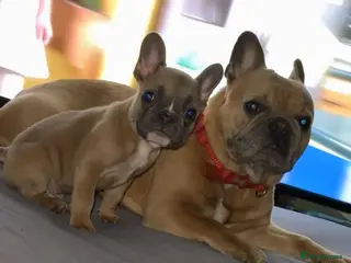 French Bulldog dogs 1 male left of a litter of 6 - Advert 1