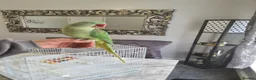 Parrots birds for sale: Hand Tame Alexandrine - Advert 3