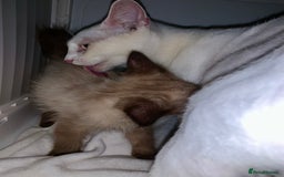 Mixed Breed cats for sale: Beautiful kittens Ready now Open to offers  in Chester - Image 29