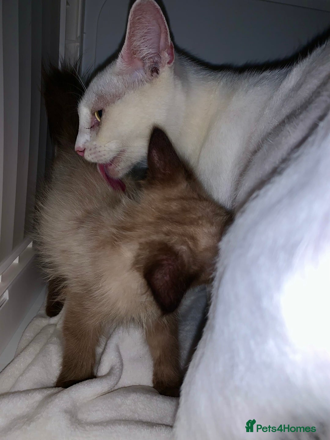 Mixed Breed cats for sale: Beautiful kittens Ready now Open to offers  in Chester - Image 29
