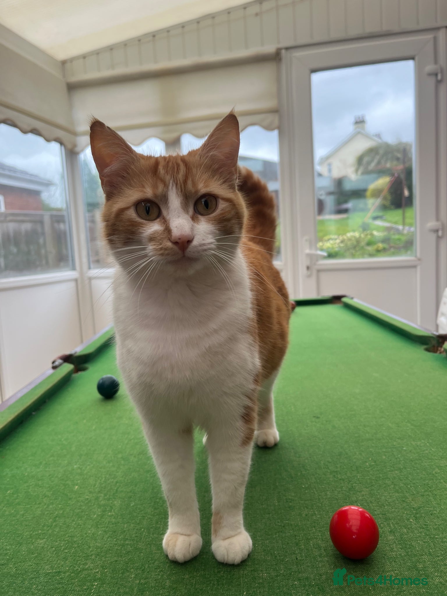 Mixed Breed cats for sale: 6 friendly and playful kittens - Advert 16