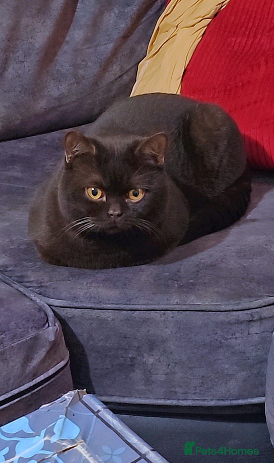 British Shorthair cats British shorthair kittens  - Advert 2