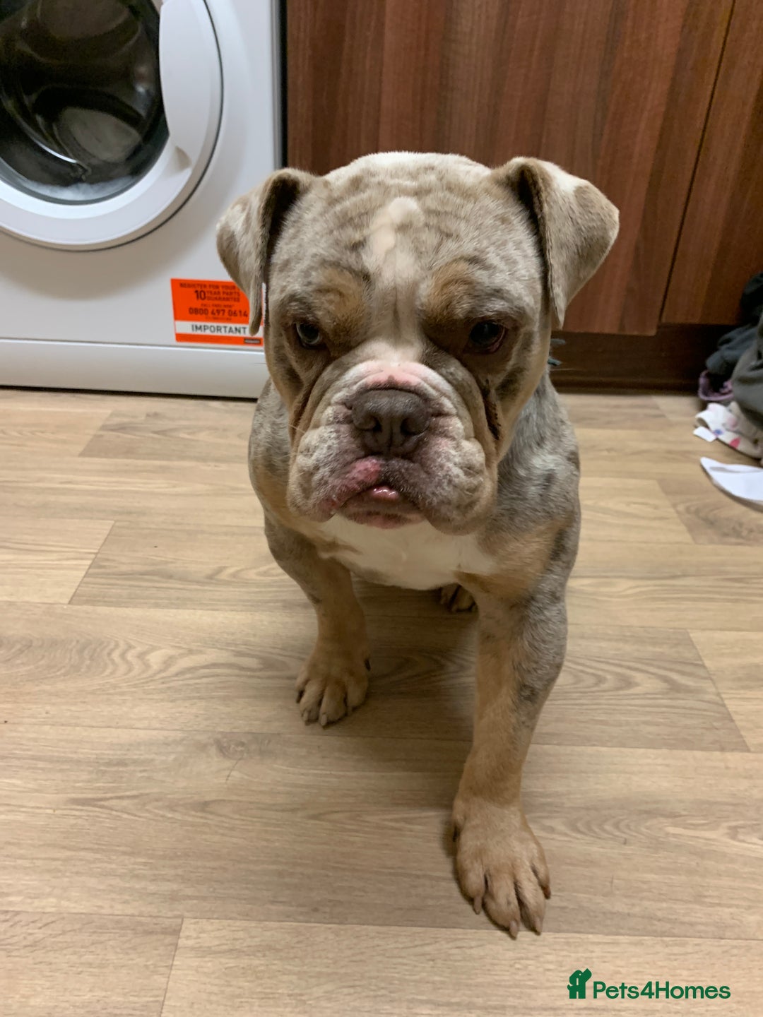 Olde English Bulldogge dogs for sale: Tyson  - Advert 1