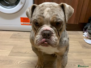 Olde English Bulldogge dogs Tyson - Advert 1