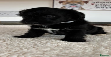 Jackapoo dogs - Advert 2