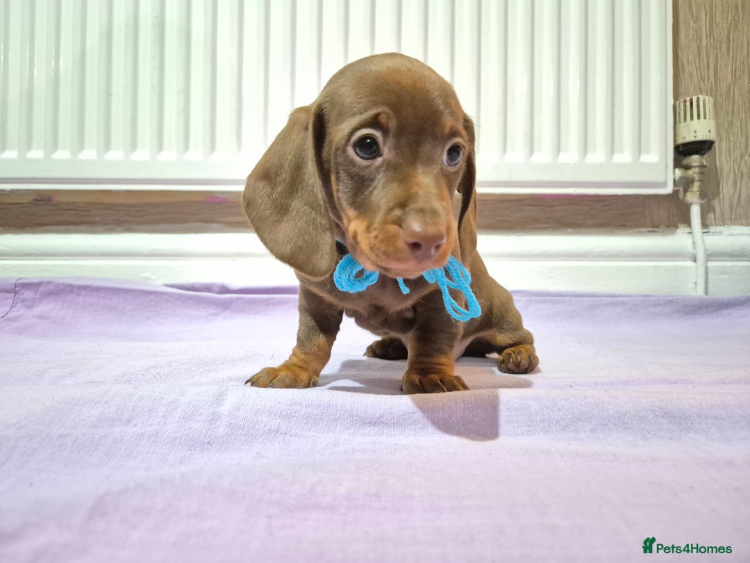 Miniature Dachshund dogs for sale: Hi beautiful mini dachshund for 5* home - Advert 5