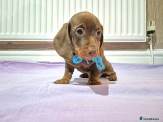 Miniature Dachshund dogs Hi beautiful mini dachshund for 5* home - Advert 5