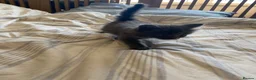 Maine Coon cats for sale: Maine coon kittens for sale  - Advert 7