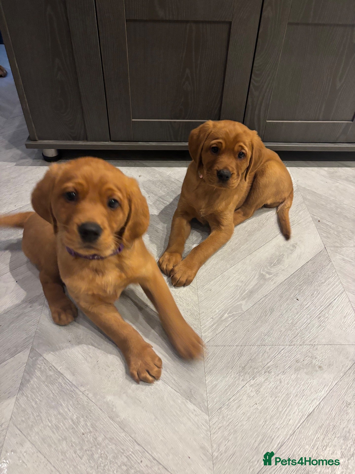 Cockerdor dogs for sale: Cockerdor puppies - Advert 10