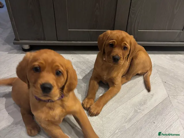 Cockerdor dogs for sale: Cockerdor puppies - Advert 10