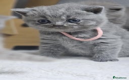 British Shorthair cats for sale: LAST GCCF British Shorthair Kittens Champion - Image 23