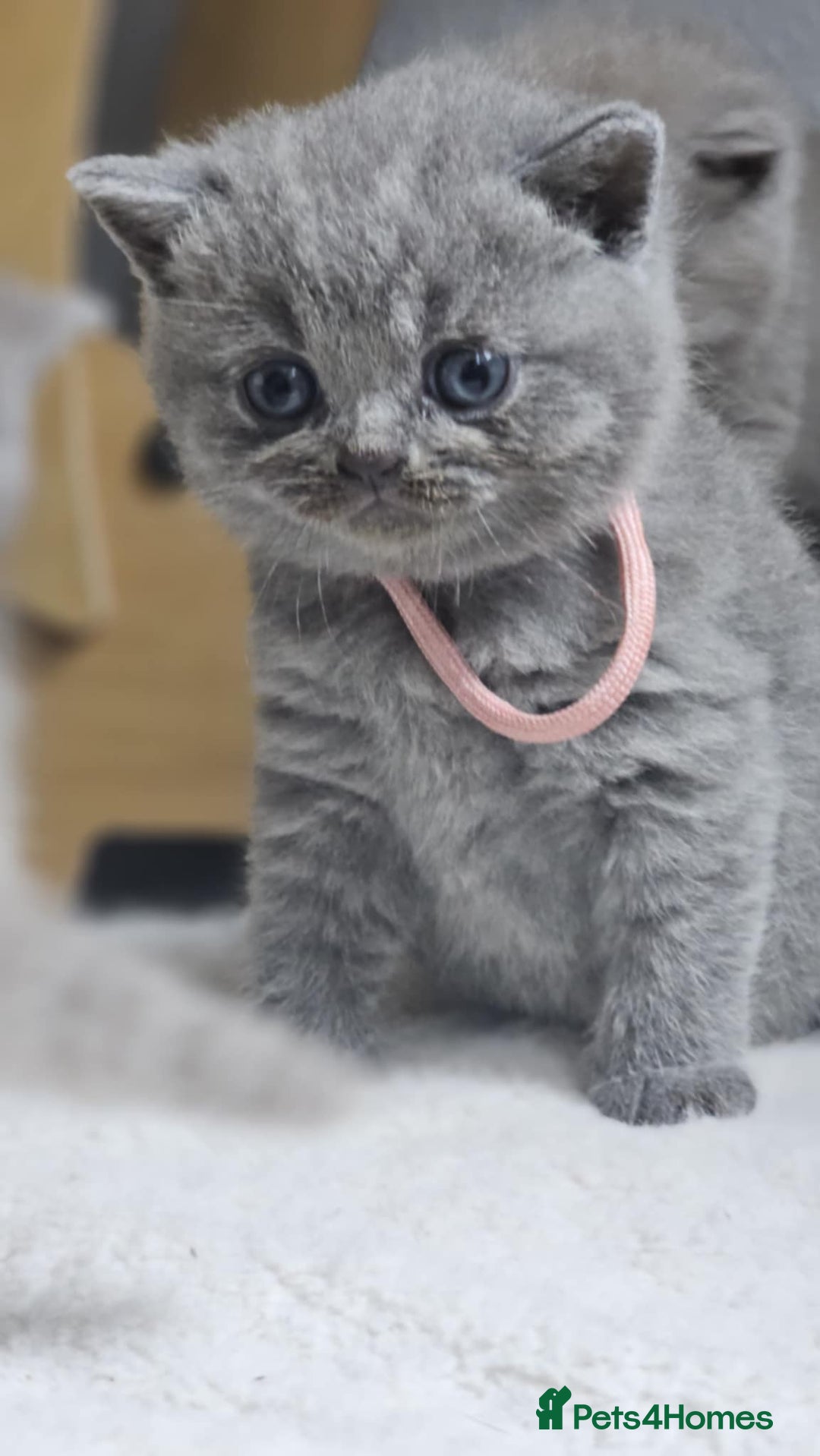 British Shorthair cats for sale: LAST GCCF British Shorthair Kittens Champion - Image 23