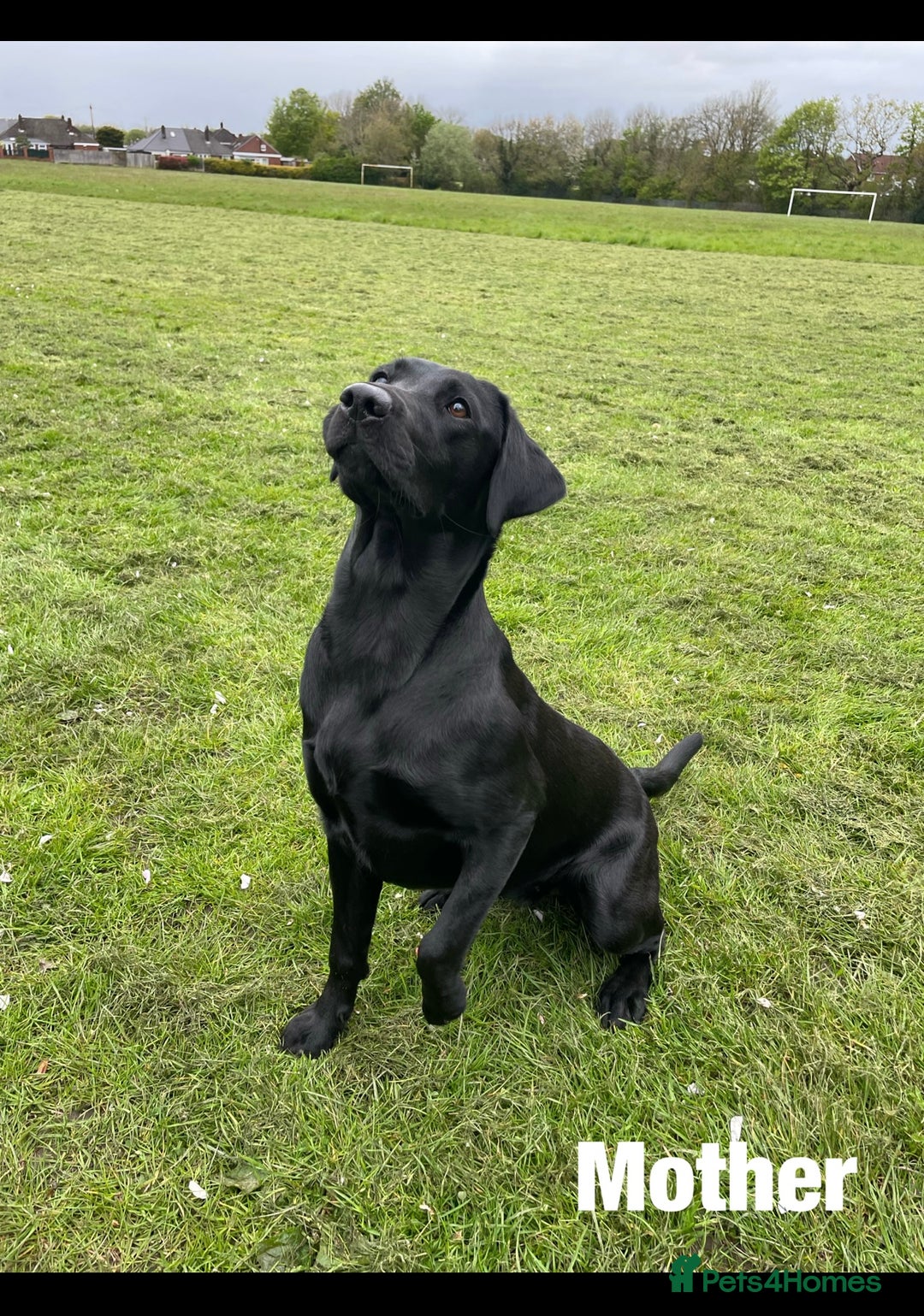 Labrador Retriever dogs for sale: 8 Outstanding KC Labrador Retriever Puppies - Advert 5