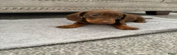 Miniature Dachshund dogs for sale: miniature dachshund - Advert 15