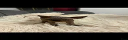 Sphynx cats for sale: Sphyx kittens  - Advert 9