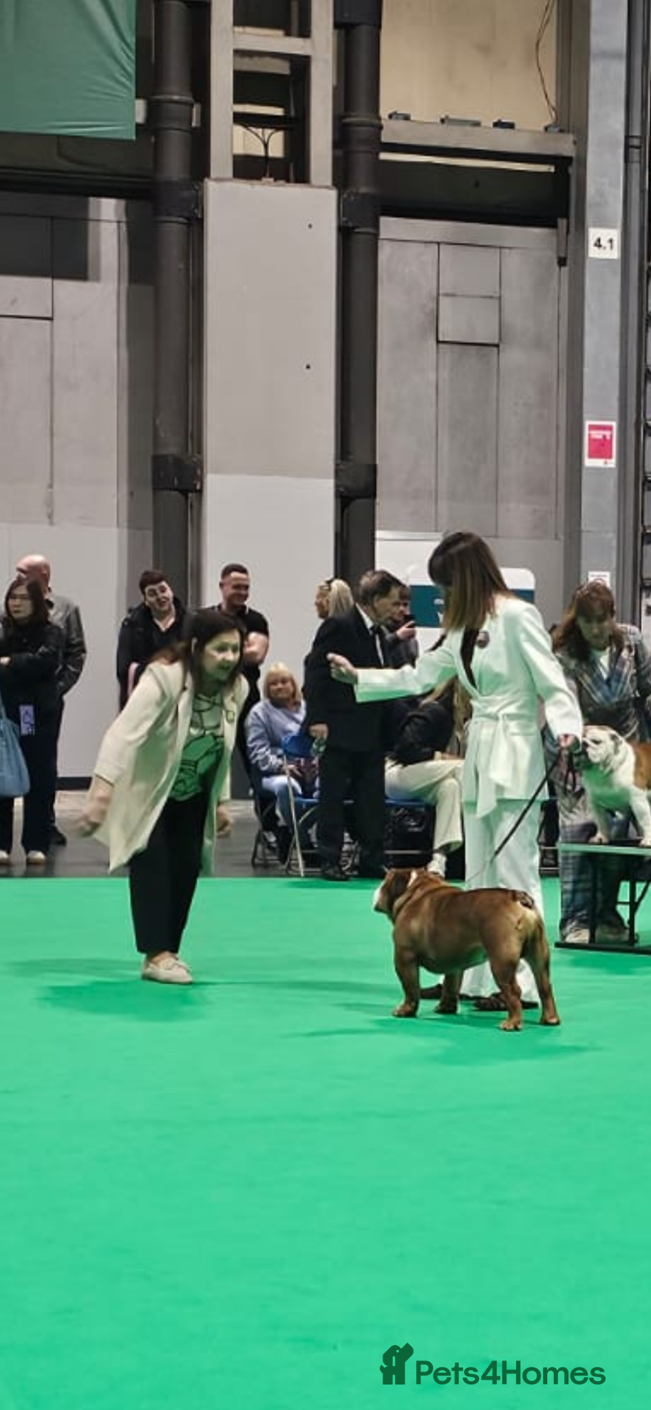 English Bulldog dogs KC registered qualified for crufts for life  - Advert 18