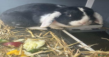 Mini Lop rabbits - Advert 2