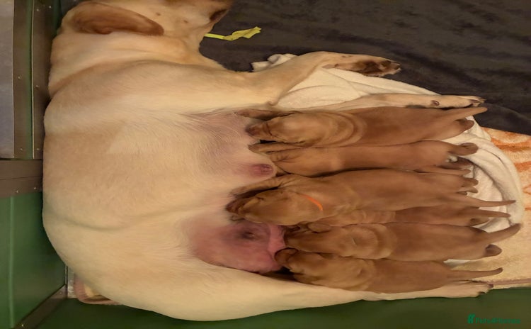 Labrador Retriever dogs - Advert 1