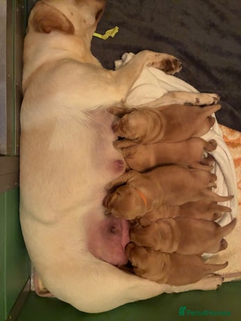 Labrador Retriever dogs - Advert 1