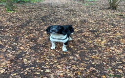 English Springer Spaniel dogs for stud: Stunning KC reg English Springer Spaniel  - Image 5