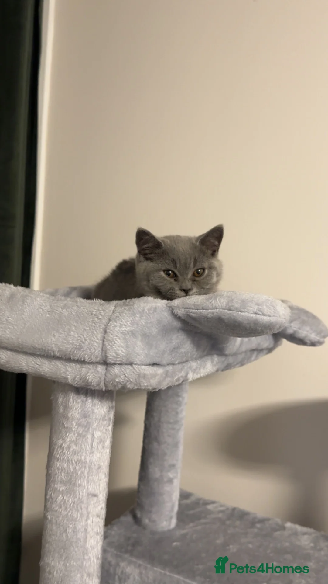 British Shorthair cats for sale: British Shorthair Male Kitten + Accessories in Glasgow - Advert 2